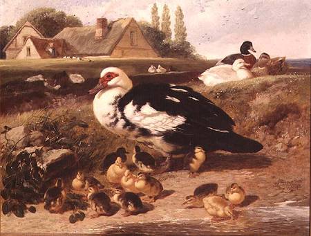 Ducks and Ducklings van John Frederick Herring d.J.