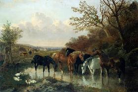 Pferde an einer Wasserstelle.