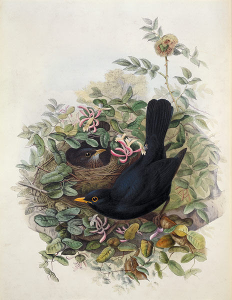Blackbird, 1873 (pencil, w/c on van John Gould