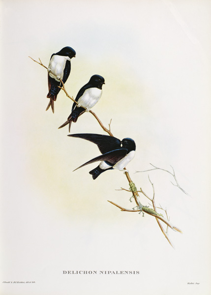 Delichon nipalensis van John Gould