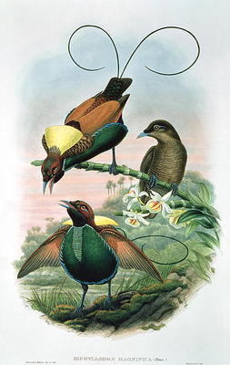 Diphyllodes Magnificus (colour litho) van John Gould