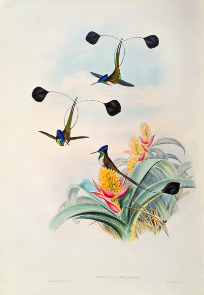 Hummingbird, Loddigesia Mirabilis van John Gould