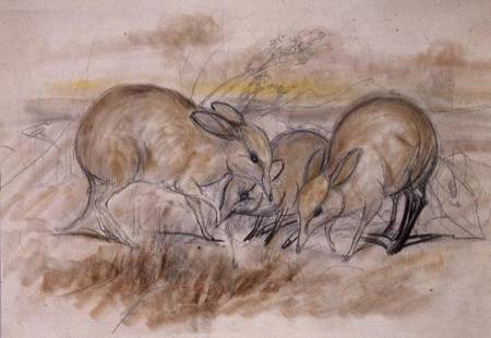 Pig-Footed Bandicoot (pencil and chalk) van John Gould