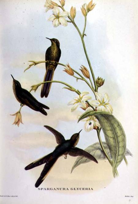 Sparganura Glyceria: from 'Tropical Birds' van John Gould