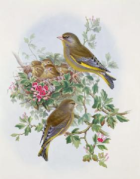 Greenfinch, 1873 (w/c, pencil on