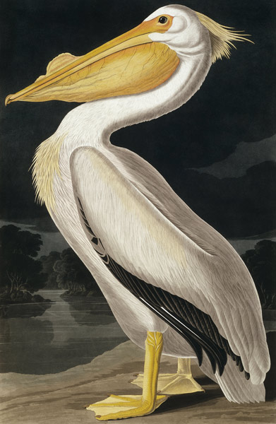 American White Pelican, from 'Birds of America', van John James Audubon