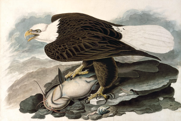 Der weißköpfige Adler (aus The Birds of America) van John James Audubon