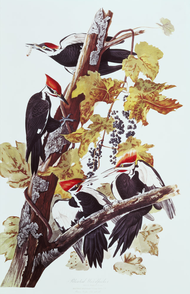 Pileated Woodpeckers van John James Audubon