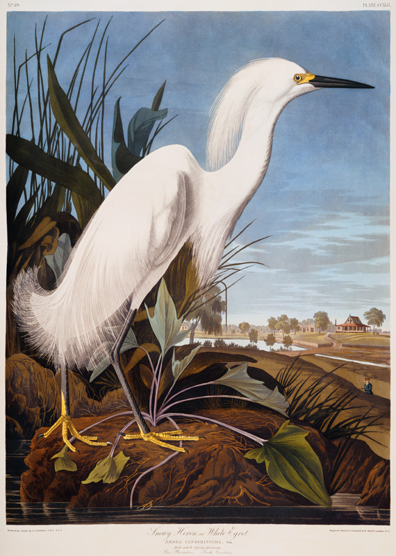 Snowy Heron, or White Egret (Egretta Thula),  Rice Plantation, South Carolina From ''The Birds Of Am van John James Audubon