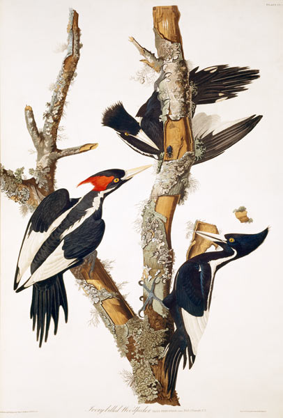 Ivory-billed Woodpecker, from ''Birds of America'', 1829 (see 195912 for detail) van John James Audubon