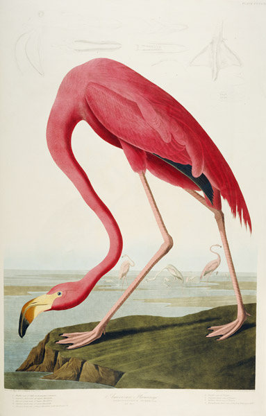 American Flamingo van John James Audubon