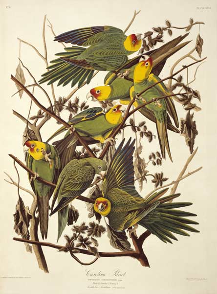 Carolina Parakeet, from 'Birds of America' van John James Audubon
