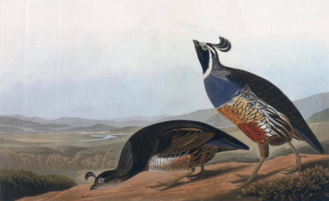 Californian Partridge, from 'Birds of America', engraved by Robert Havell (1793-1878) 1838 (coloured van John James Audubon