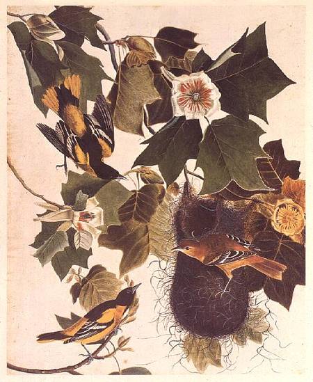 The Oriole, from Birds of America van John James Audubon