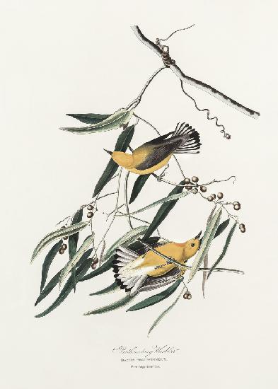 Prothonotary Warbler From Birds of America (1827)