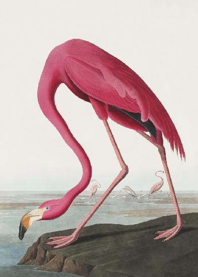 Pink Flamingo Ii From Birds of America (1827)