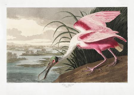 Roseate Spoonbill From Birds of America (1827)