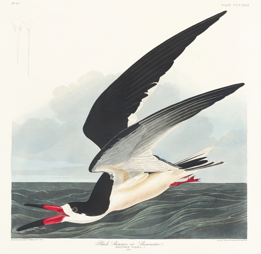 Black Skimmer From Birds of America (1827) van John James Audubon