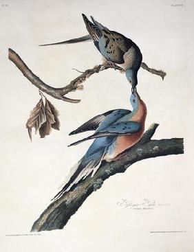 Passenger Pigeon, from 'Birds of America', engraved by Robert Havell (1793-1878) published 1836 (col