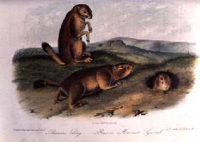 Prairie Dog from 'Quadrupeds of North America', 1842-5