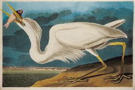 Great White Heron, from 'Birds of America', engraved by Robert Havell (1793-1878) 1835 (coloured eng