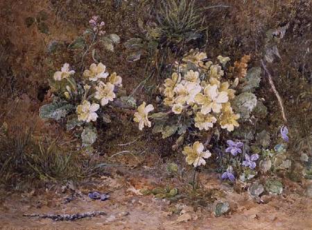 Primroses and Violets on a mossy bank van John Jessop Hardwick