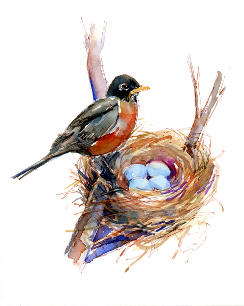 Robin with nest van John Keeling