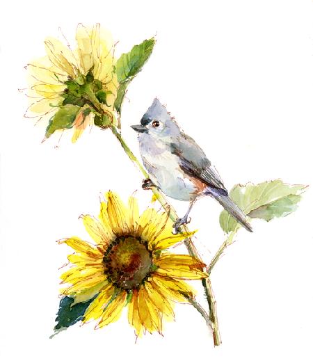 Titmouse with Sunflower