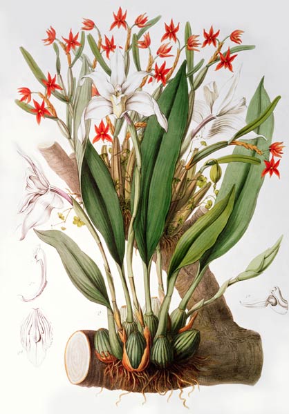 Orchid: Diothonca imbricata and Maxillaria eburnea from `SertumOrchidaceum' van John Lindley