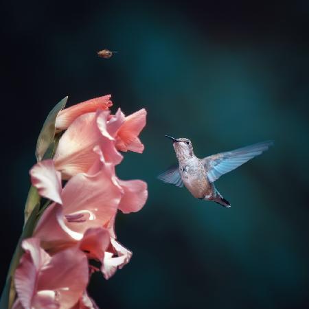 Hummingbird drove bees away from nectar