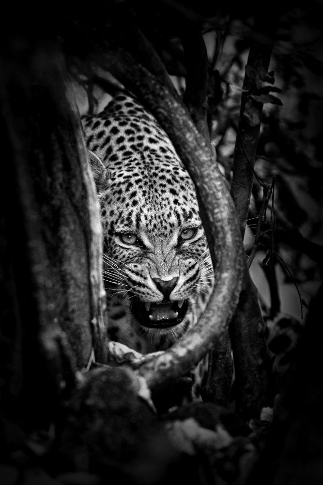 Leopards Lair van John Moulds