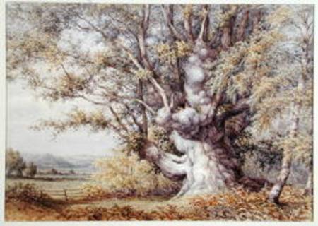 Squirrels in an Ancient Oak Tree van John Skinner Clifton