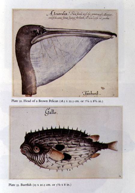 Head of a Brown Pelican; Burrfish van John White