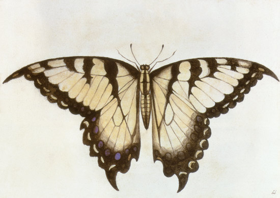 Swallow-tail Butterfly van John White