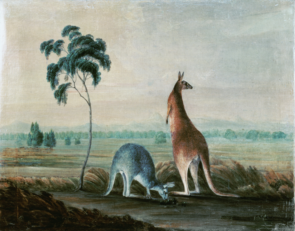 Kangaroos in a landscape van John William Lewin