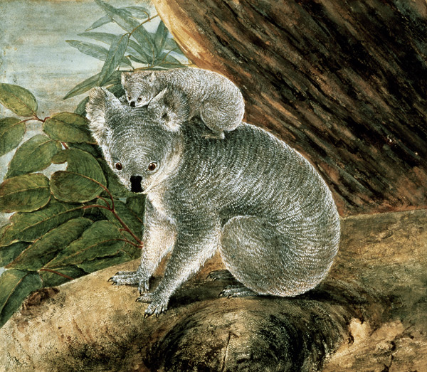 Koala and Young van John William Lewin