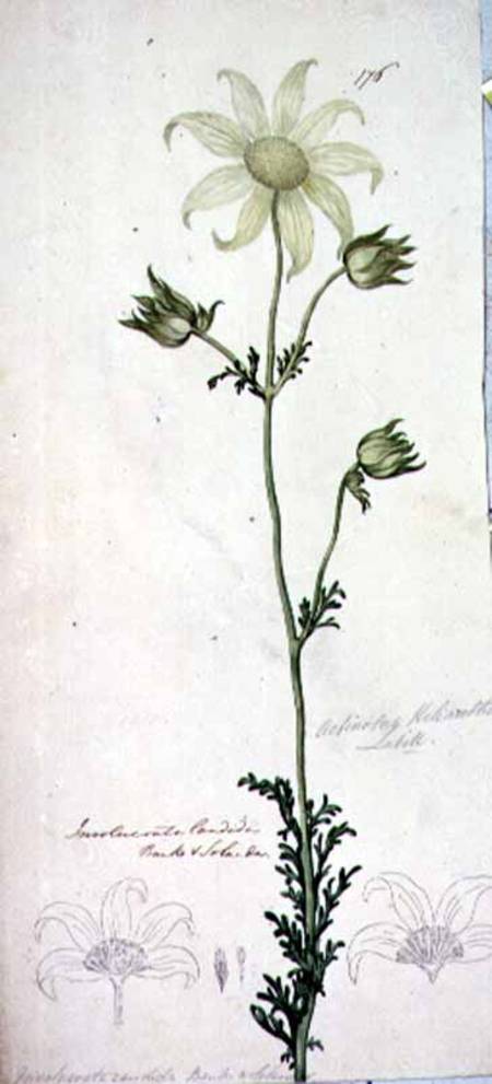 Flannel flower, actinotus helianthe labill van John William Lewin