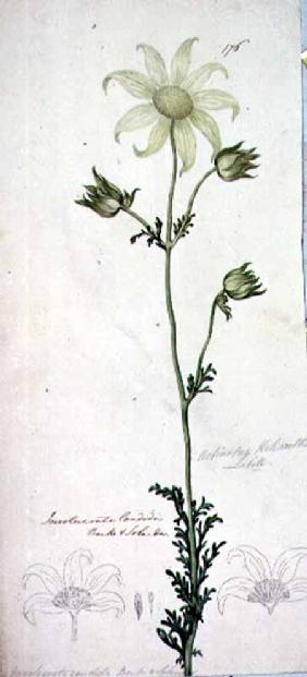Flannel flower, actinotus helianthe labill