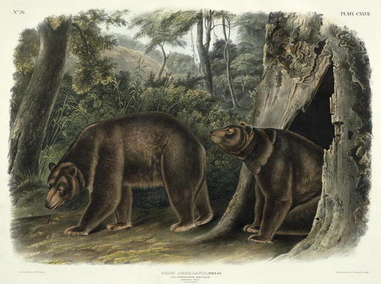 Ursus Americanus, var. Cinnamonum (Cinnamon Bear), plate 127 from 'Quadrupeds of North America', eng van John Woodhouse Audubon