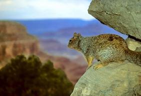 Squirrel with a View, Grand Canyon