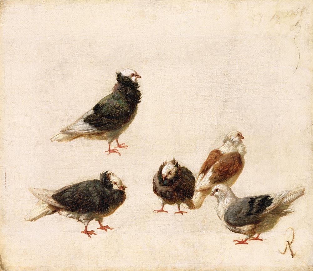 Pigeons van Jose Ruiz Blasco