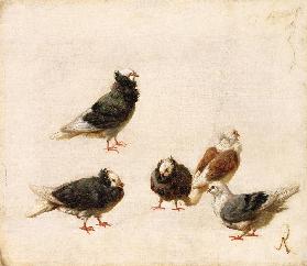 Pigeons