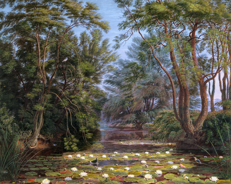 River Cherwell Waterlilies van William Turner