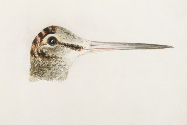 Woodcock, from The Farnley Book of Birds, c.1816 (pencil and w/c on paper) van William Turner