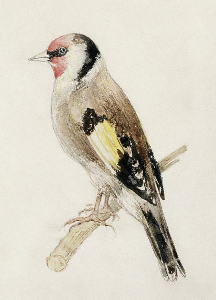 Goldfinch, from The Farnley Book of Birds, c.1816 (pencil and w/c on paper) van William Turner