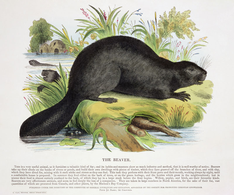 The Beaver, educational illustration pub. by the Society for Promoting Christian Knowledge, 1843 (aq van Josiah Wood Whymper
