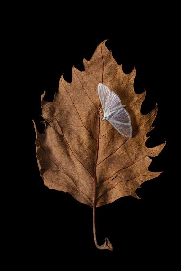 Autumn moth