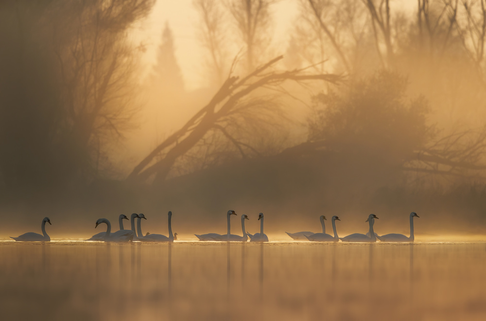 Swans community van Judy Tseng