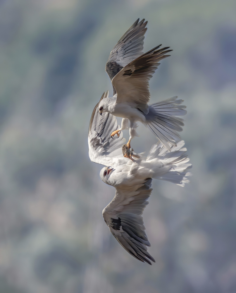 White-tailed kites transfer a catch van Judy Tseng