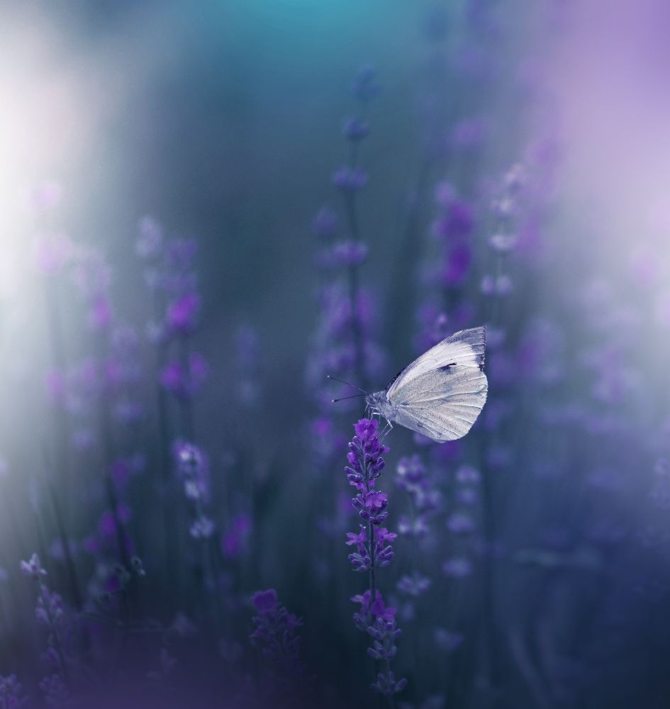 Lavender Queen... van Juliana Nan